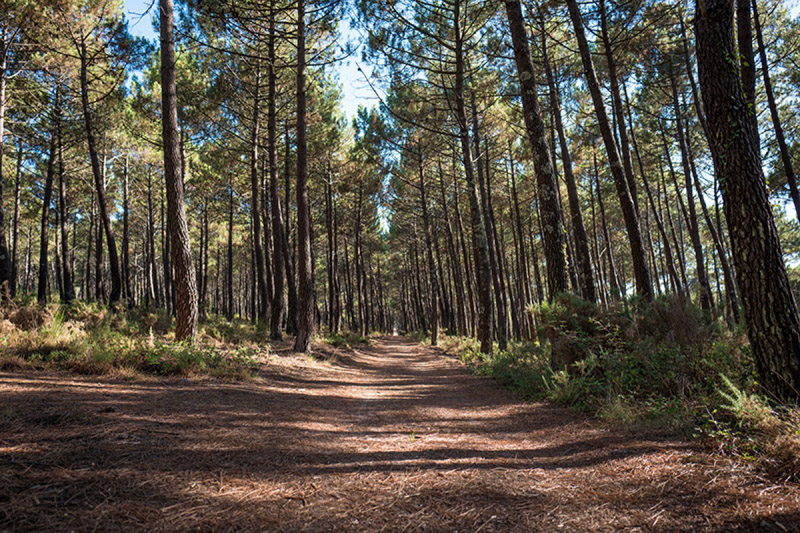 Exploitant, négociant et transformateur de la filière bois